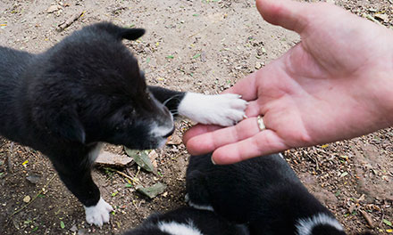 Puppy handshake